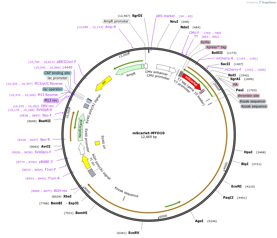 145179-plasmid-map-sequence-id-307033