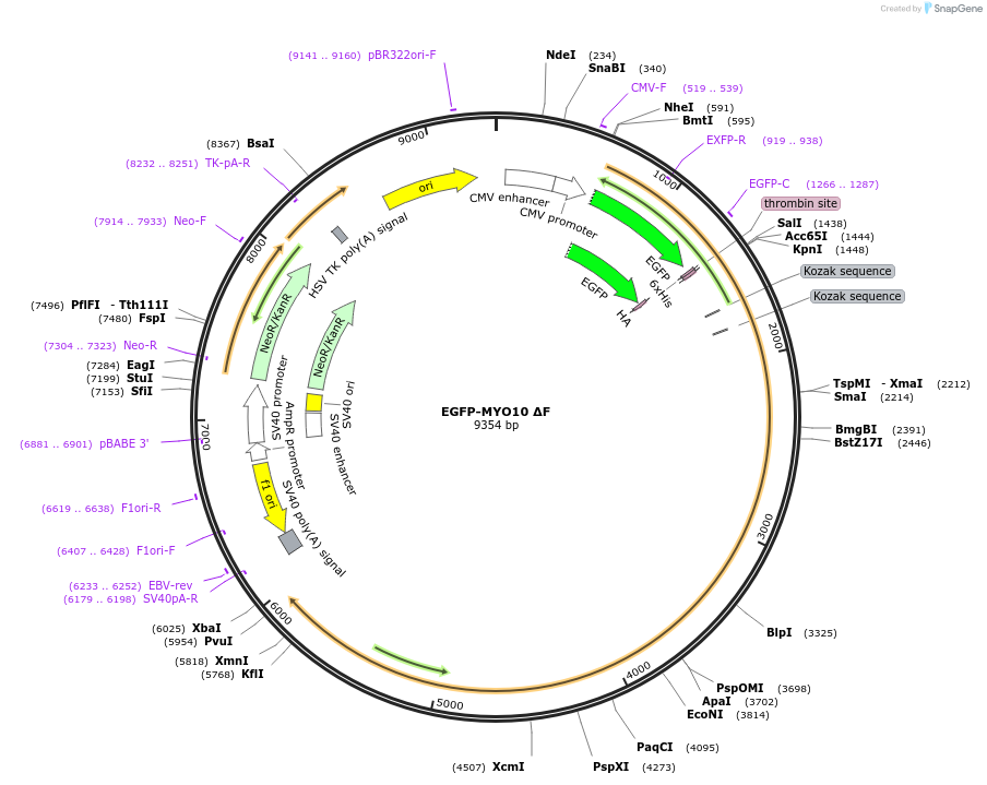 145816-plasmid-map-sequence-id-307038