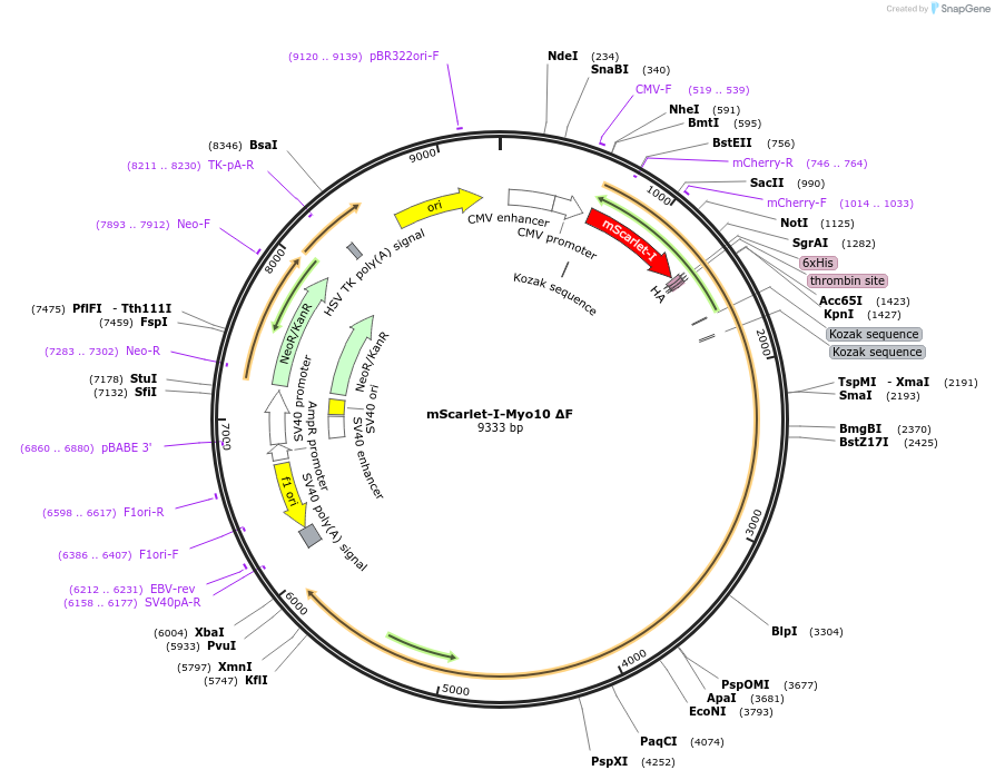 145139-plasmid-map-sequence-id-307039
