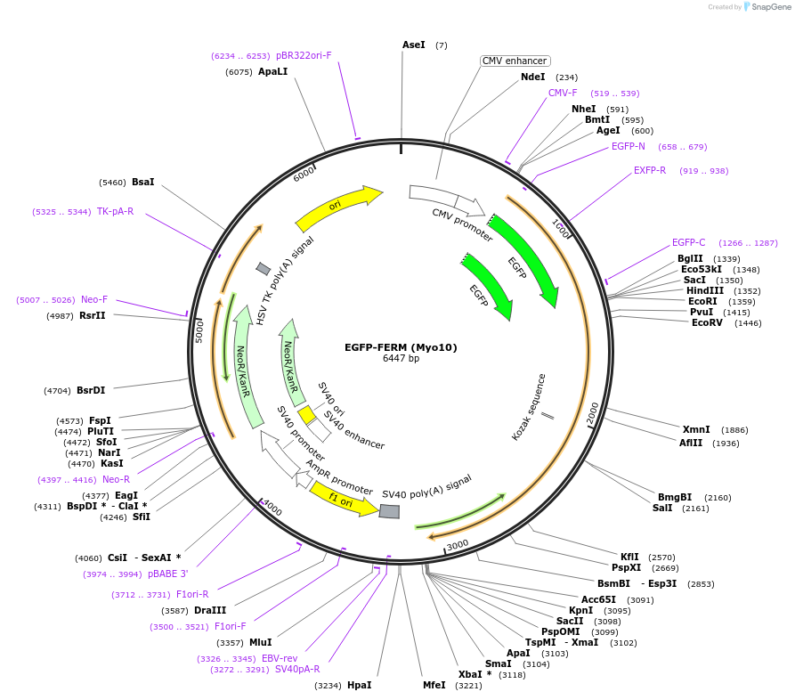 145140-plasmid-map-sequence-id-307040