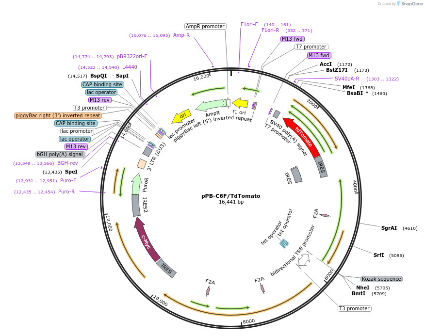 140826-plasmid-map-sequence-id-307041