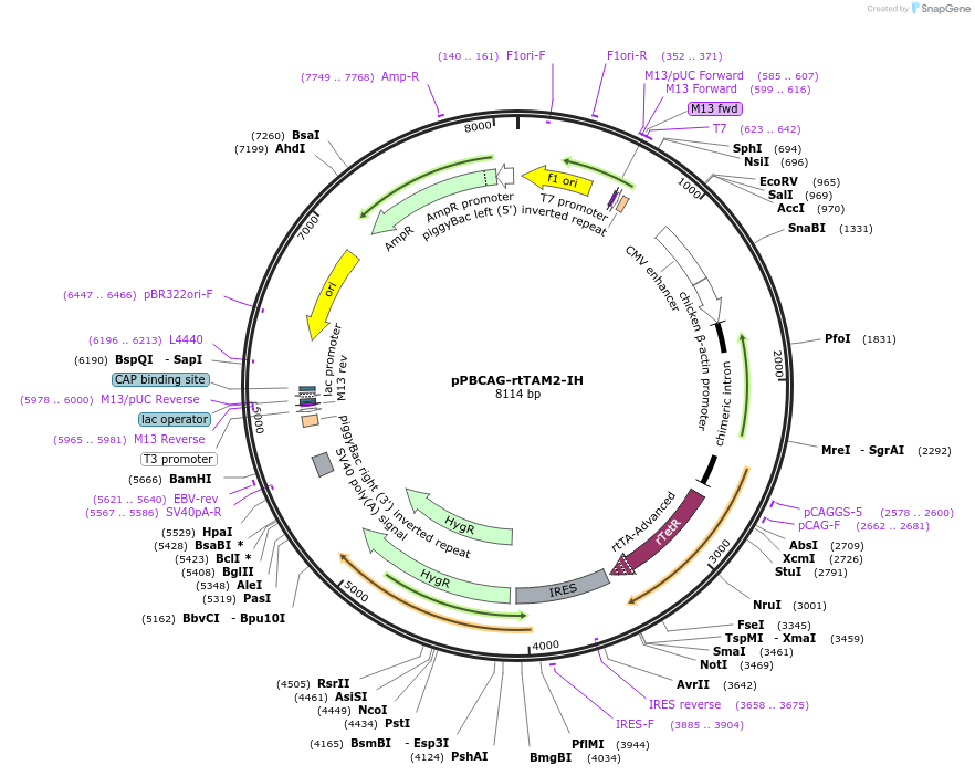140827-plasmid-map-sequence-id-307043