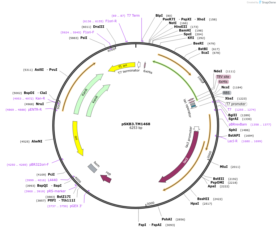 11431-plasmid-map-sequence-id-307045
