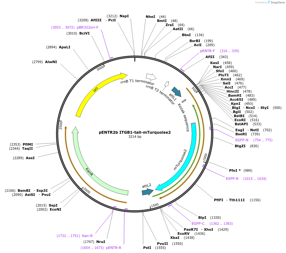 145142-plasmid-map-sequence-id-307047