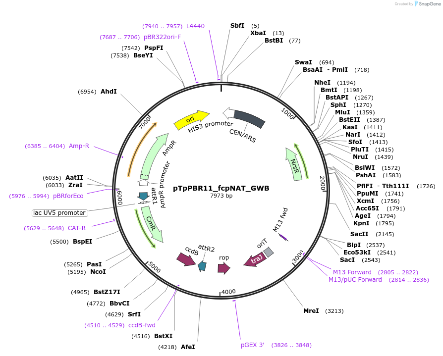154032-plasmid-map-sequence-id-307051