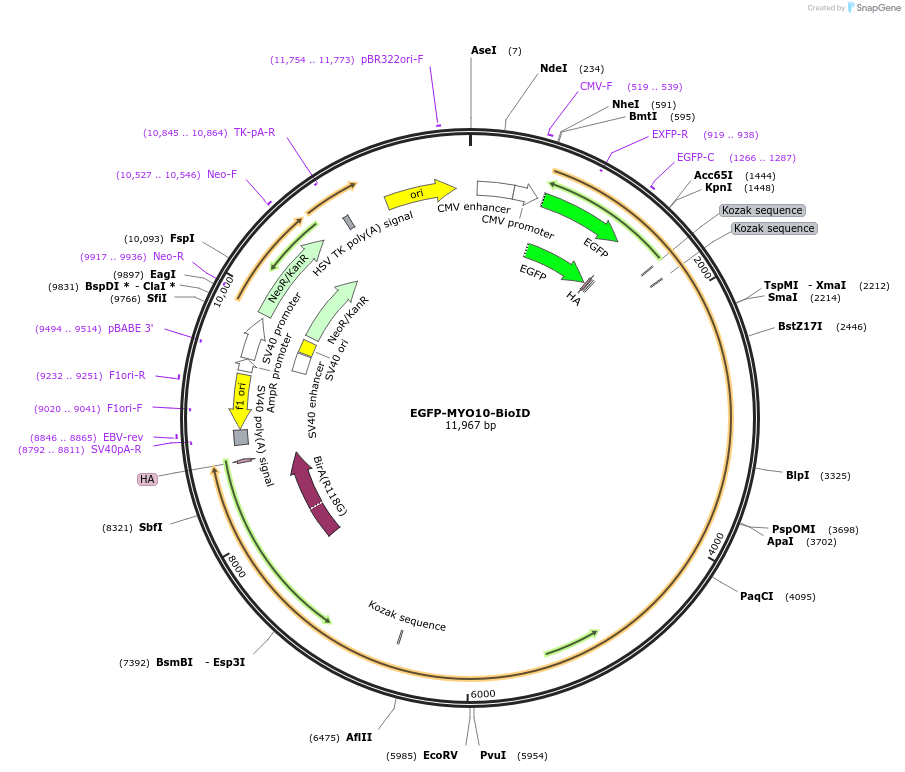 145137-plasmid-map-sequence-id-307053