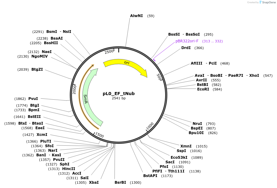 154039-plasmid-map-sequence-id-307057