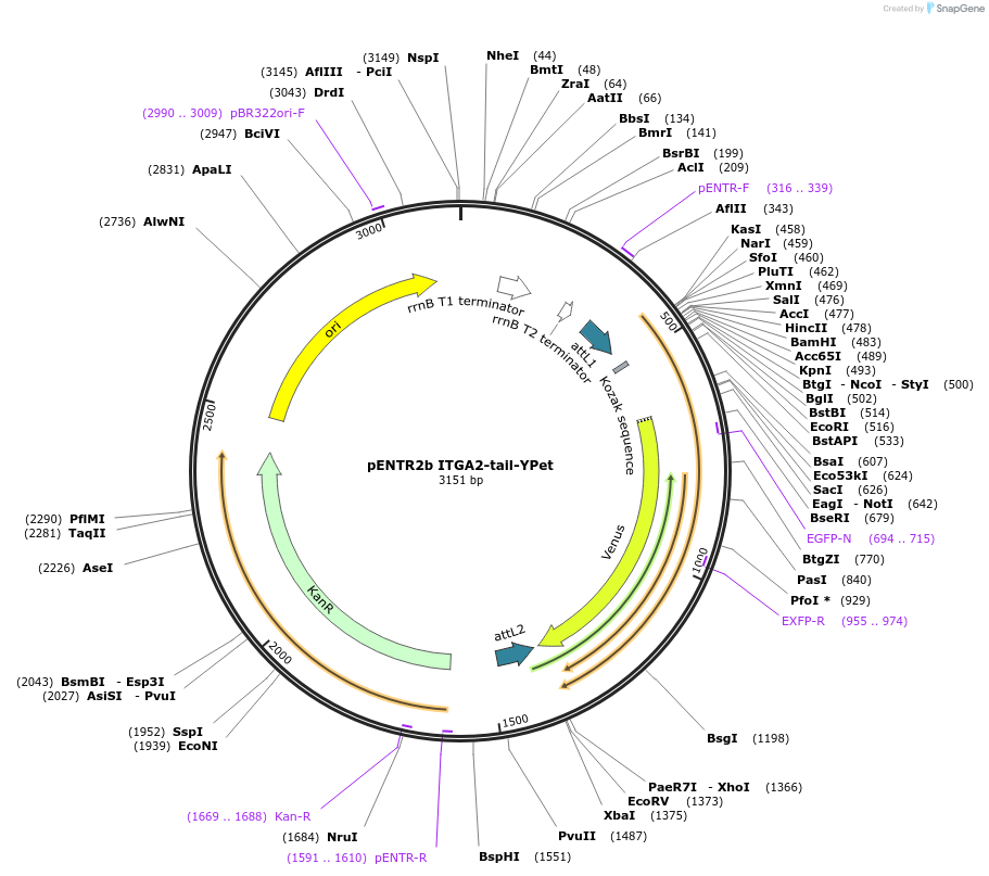 145143-plasmid-map-sequence-id-307059