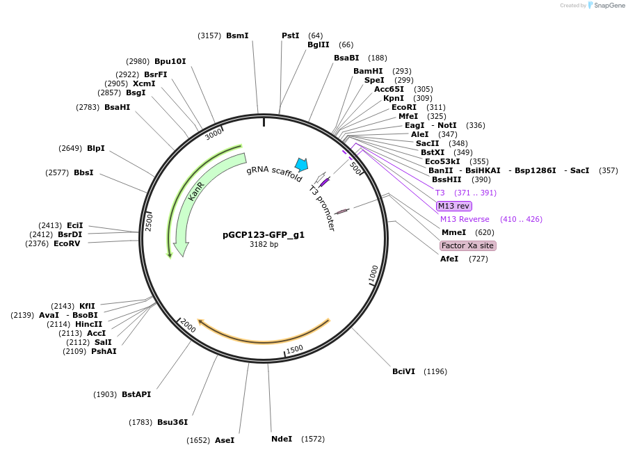 153518-plasmid-map-sequence-id-307069