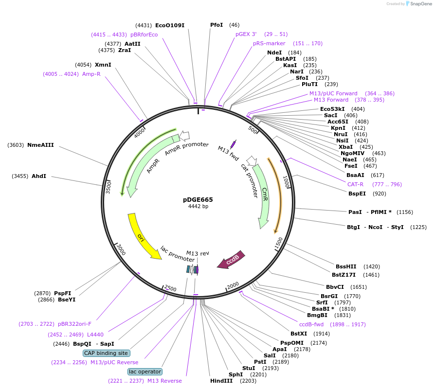153263-plasmid-map-sequence-id-307071
