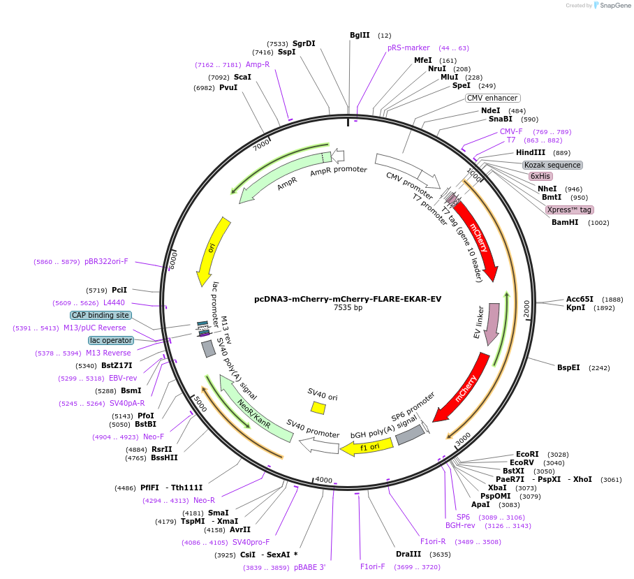 123341-plasmid-map-sequence-id-307074