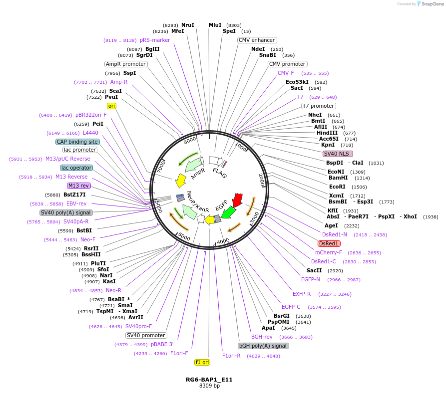 154025-plasmid-map-sequence-id-307078