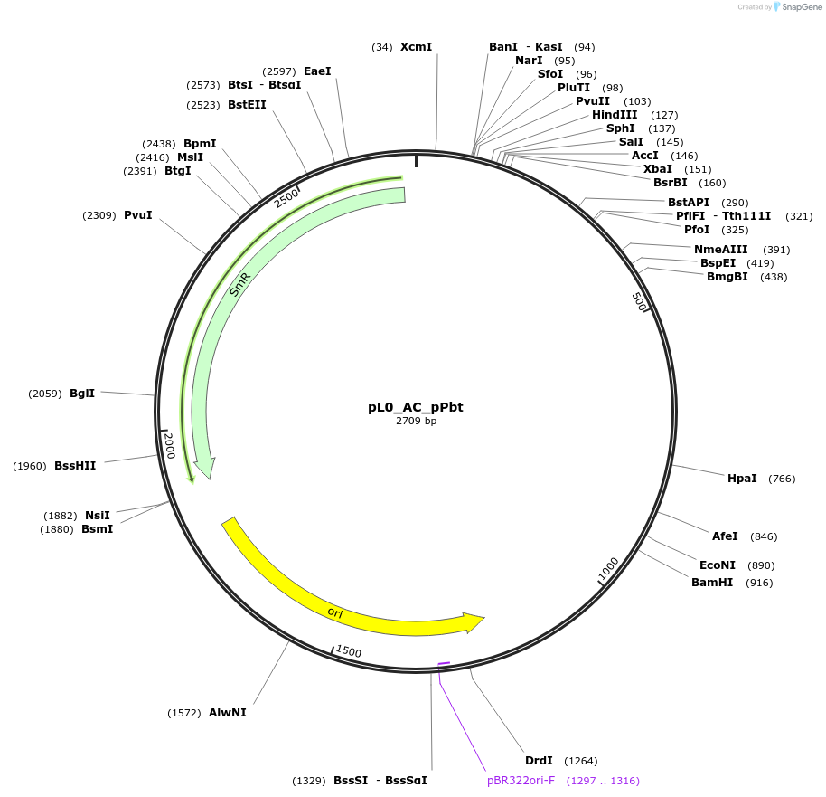 154042-plasmid-map-sequence-id-307082