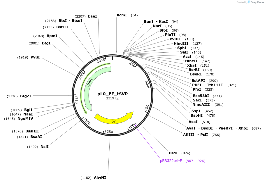 154041-plasmid-map-sequence-id-307083