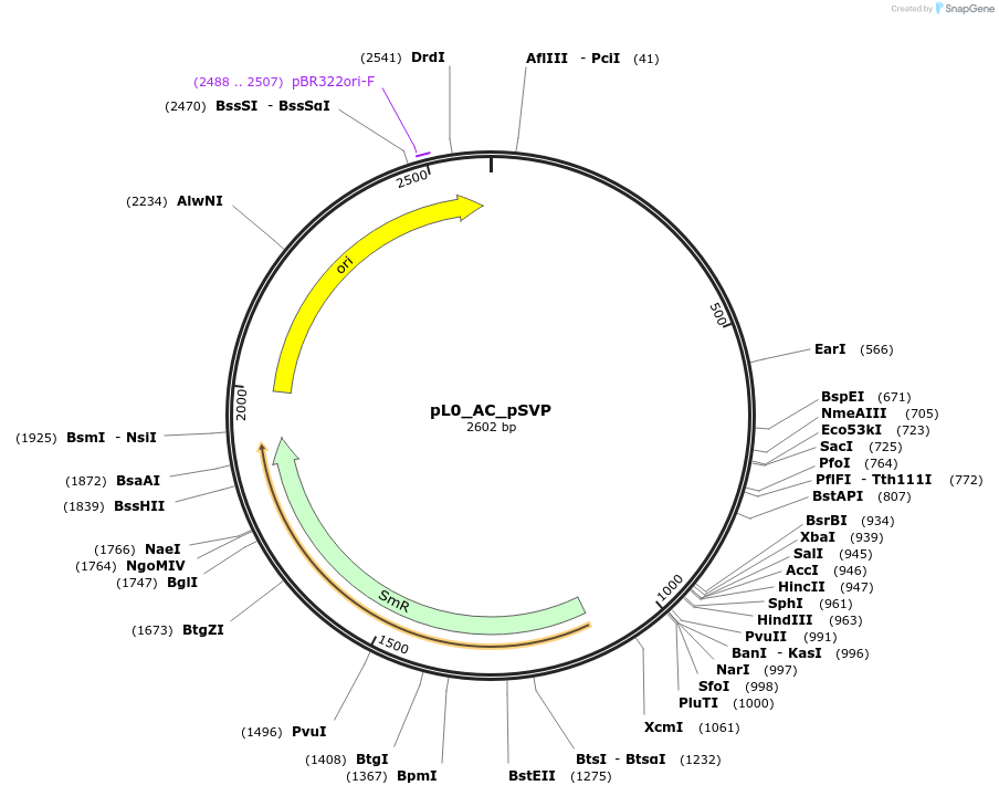 154040-plasmid-map-sequence-id-307085