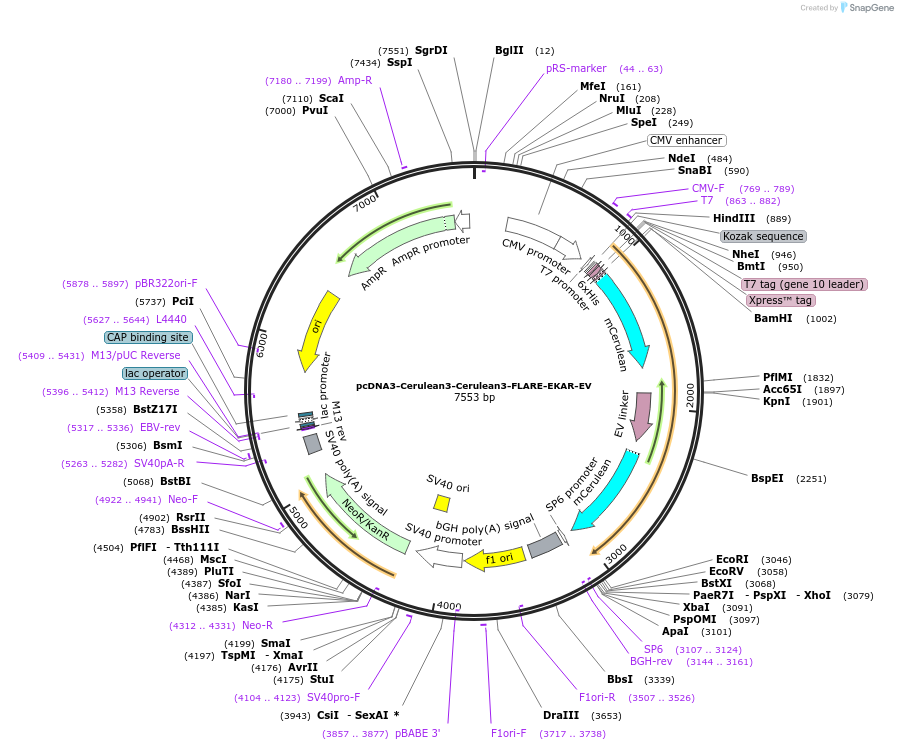 123342-plasmid-map-sequence-id-307086