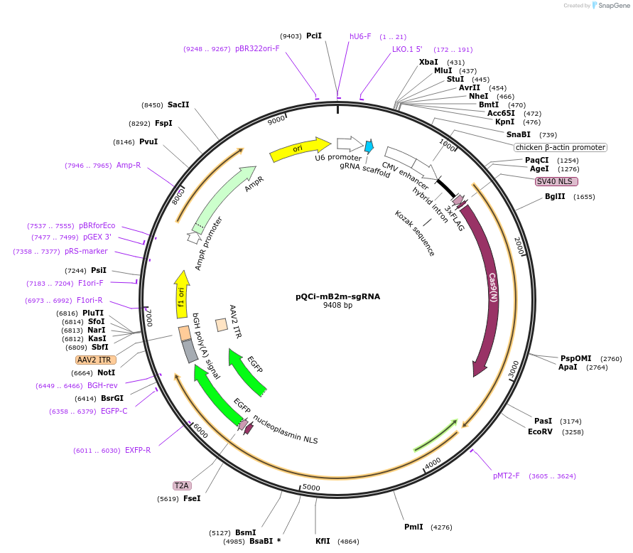 154090-plasmid-map-sequence-id-307087