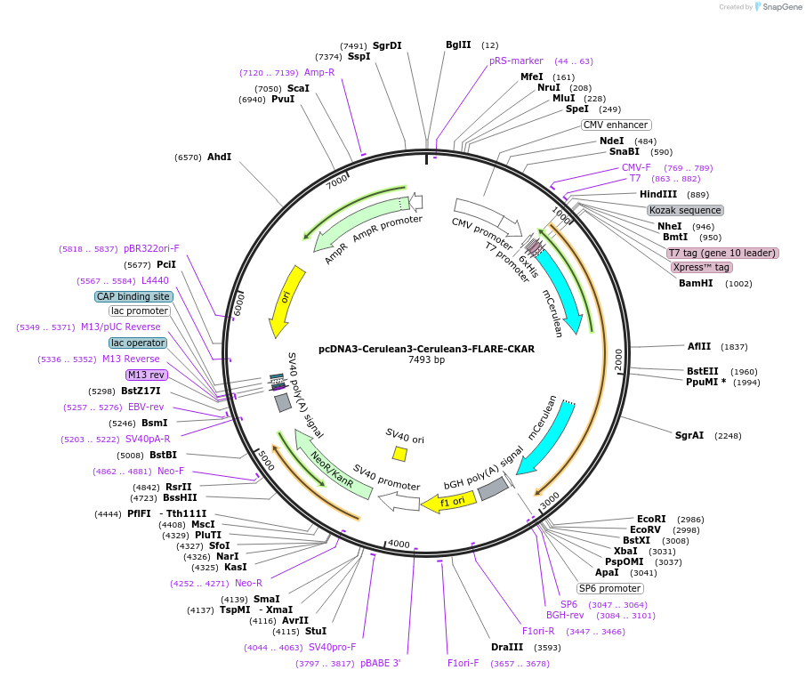 123346-plasmid-map-sequence-id-307099