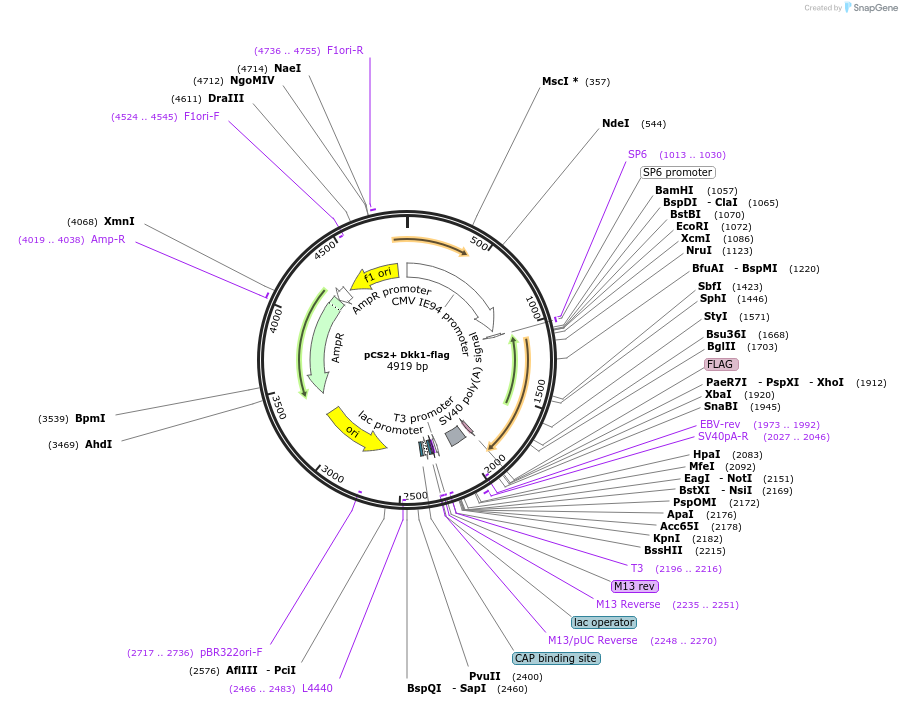 16690-plasmid-map-sequence-id-307105