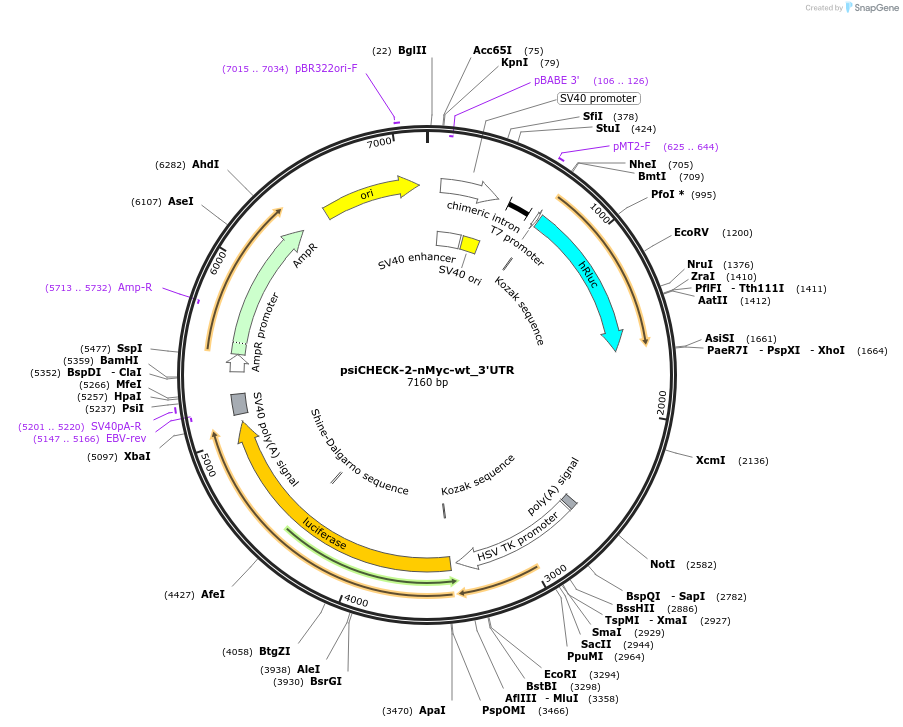 31858-plasmid-map-sequence-id-307133