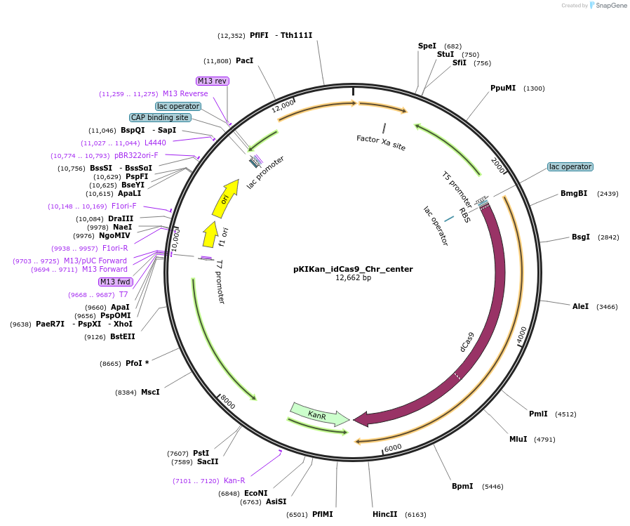 149637-plasmid-map-sequence-id-307152