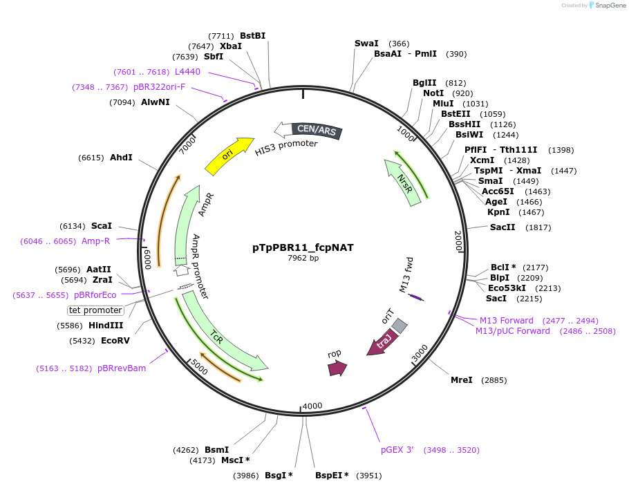 154035-plasmid-map-sequence-id-307158