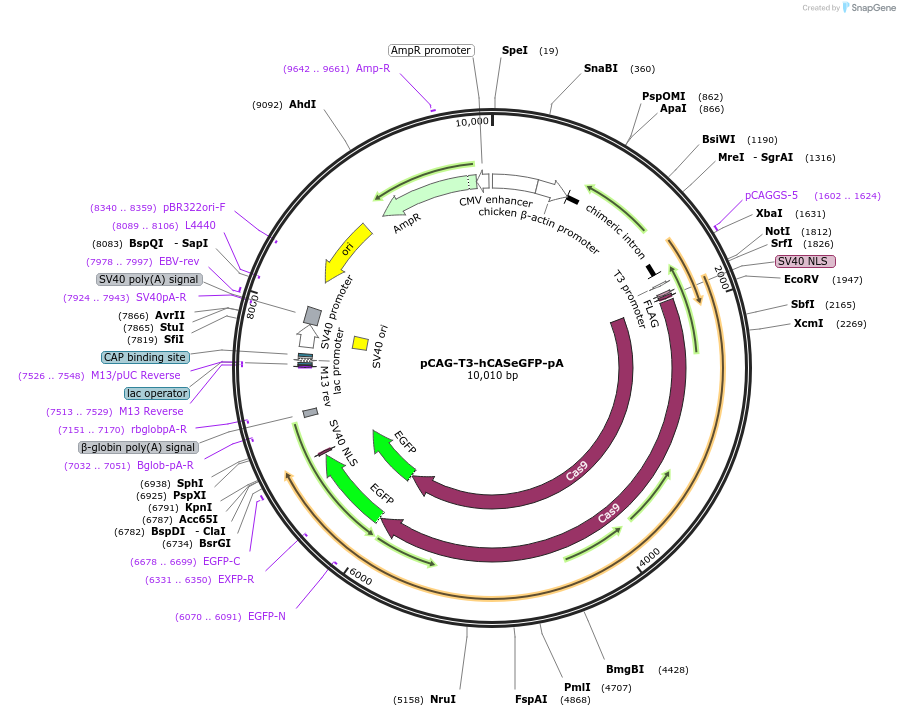 59766-plasmid-map-sequence-id-307166