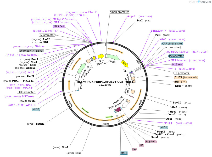 154294-plasmid-map-sequence-id-307167