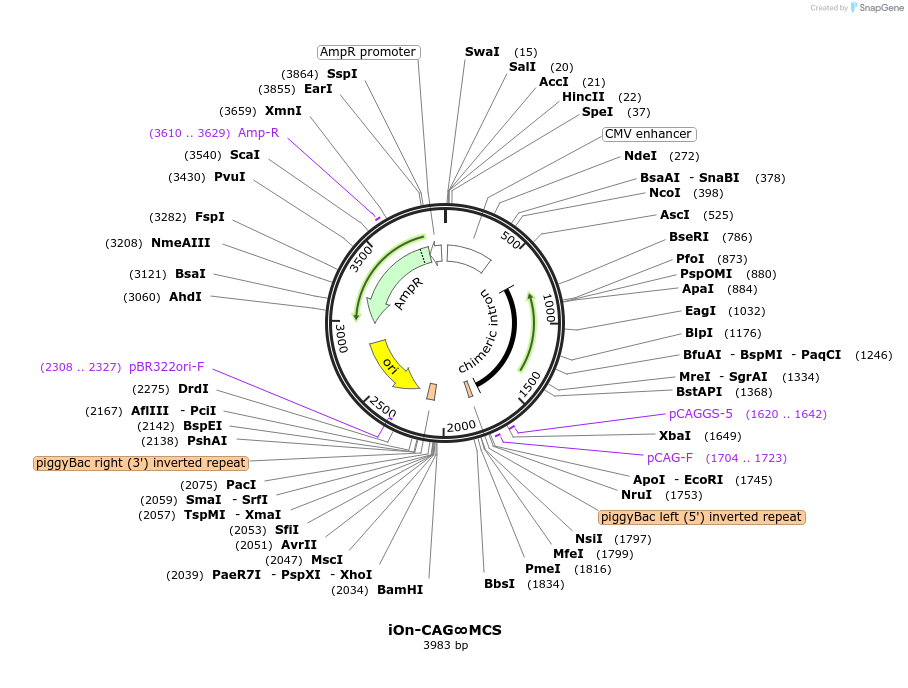 154013-plasmid-map-sequence-id-307168