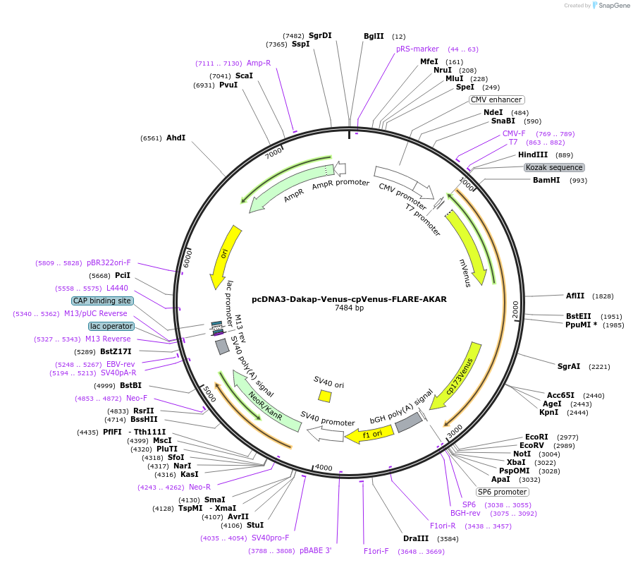 123338-plasmid-map-sequence-id-307174