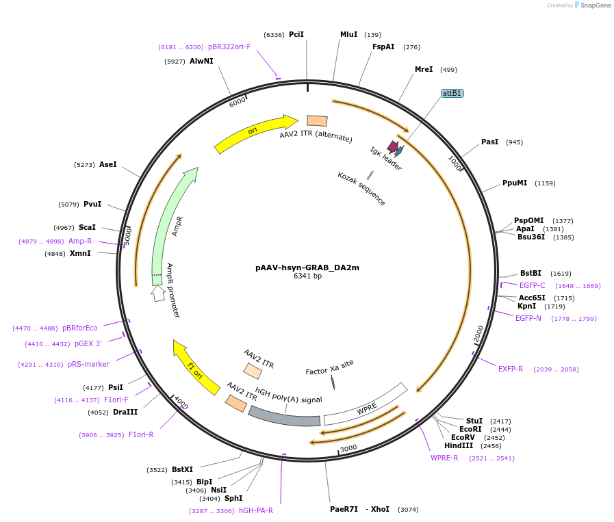 140553-plasmid-map-sequence-id-307196