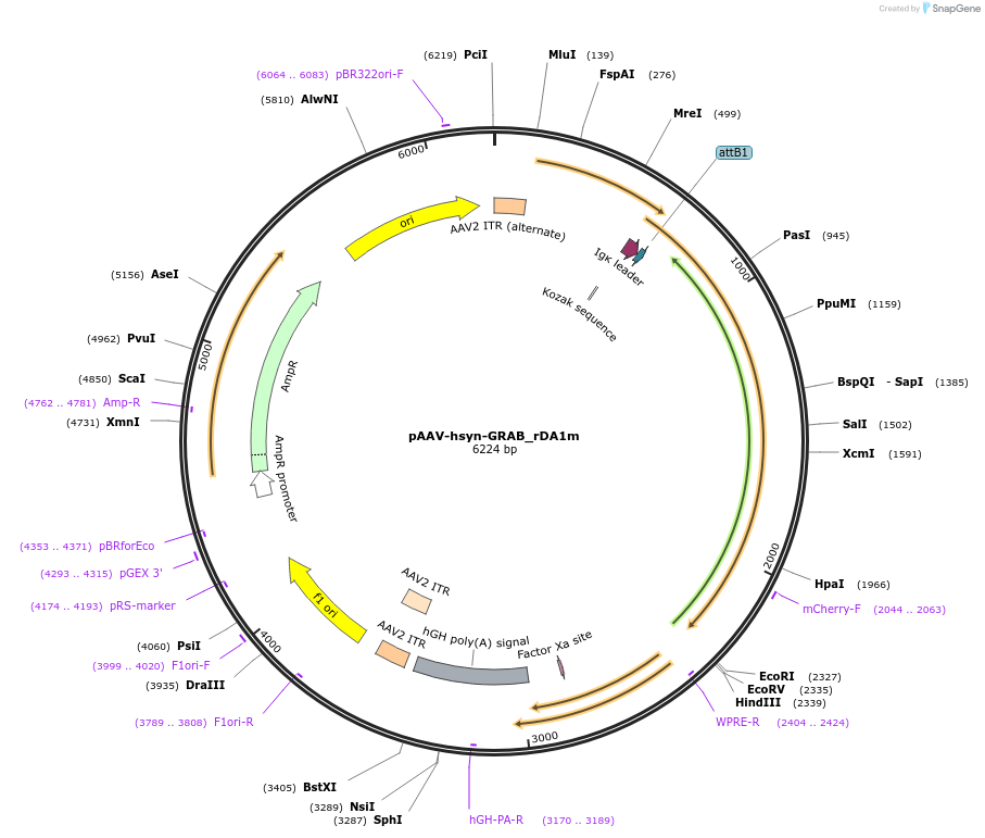 140556-plasmid-map-sequence-id-307197