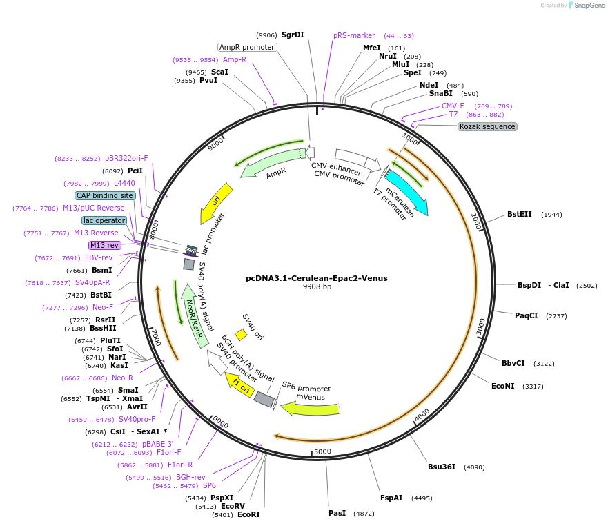 138196-plasmid-map-sequence-id-307203