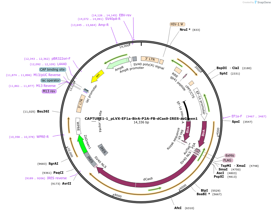 138417-plasmid-map-sequence-id-307216