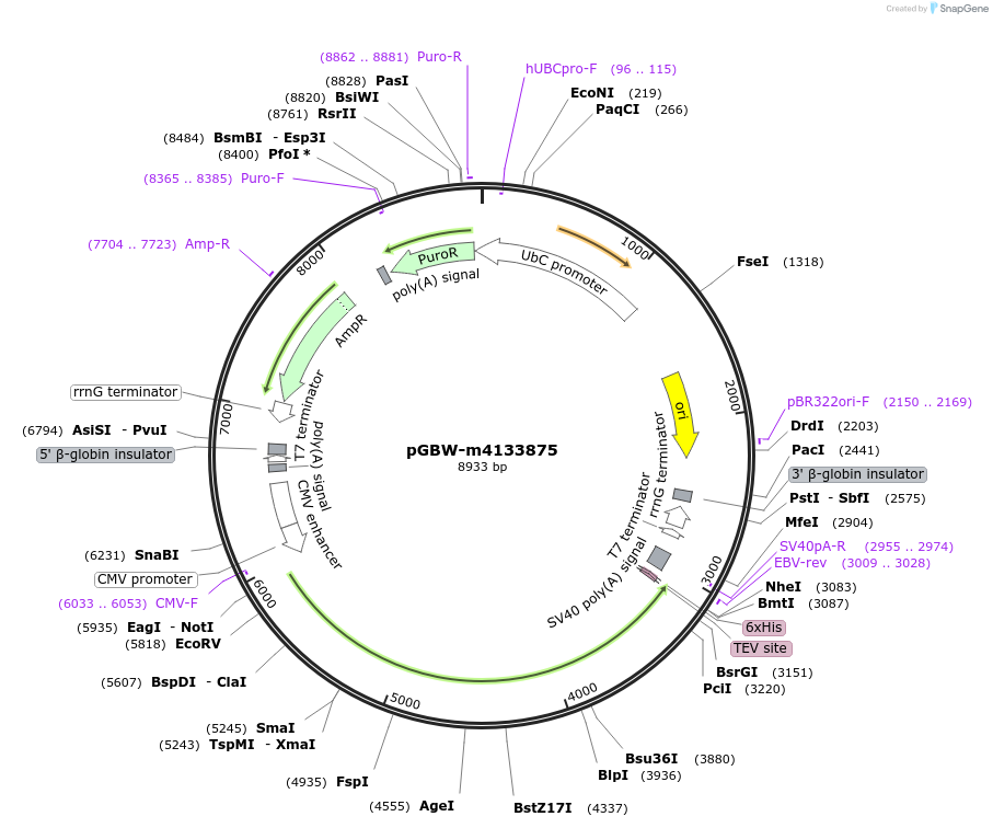 152540-plasmid-map-sequence-id-307252