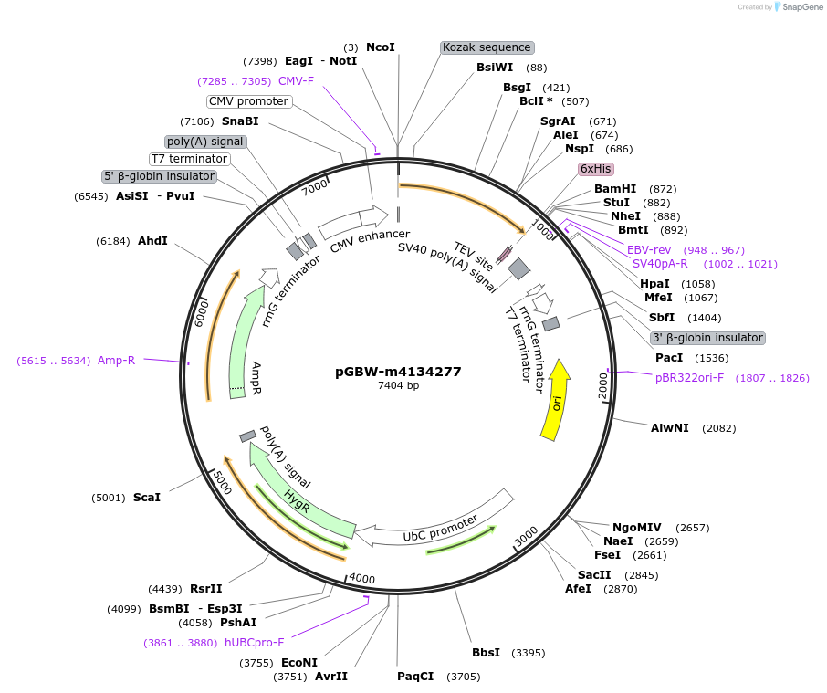 152636-plasmid-map-sequence-id-307259
