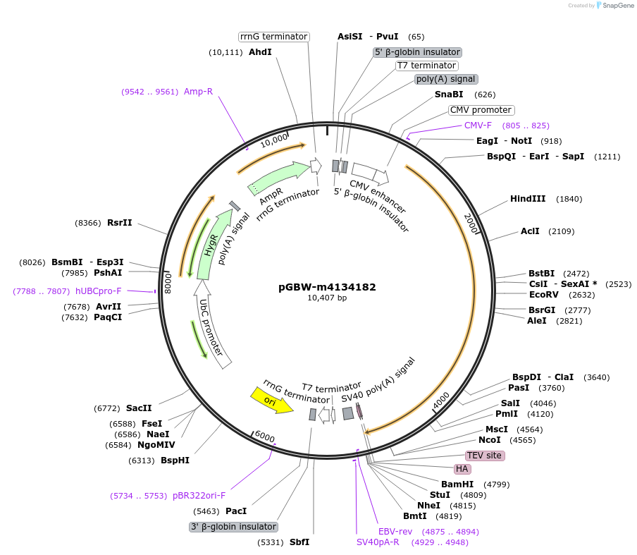 152645-plasmid-map-sequence-id-307262