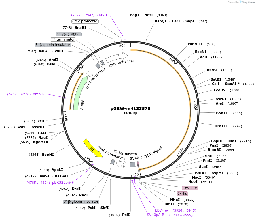 152329-plasmid-map-sequence-id-307266