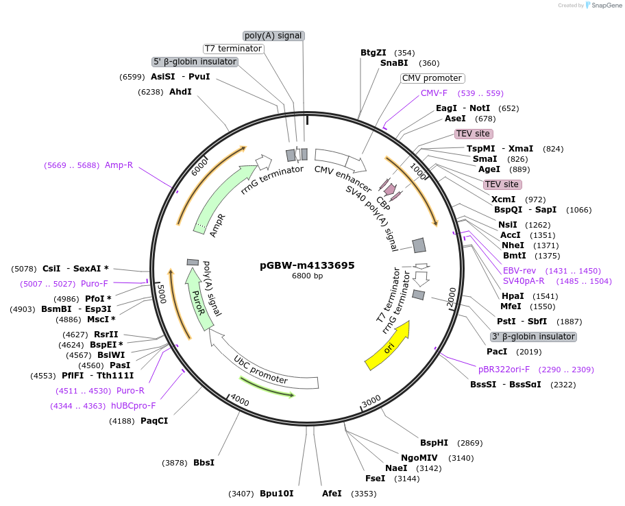 152929-plasmid-map-sequence-id-307269