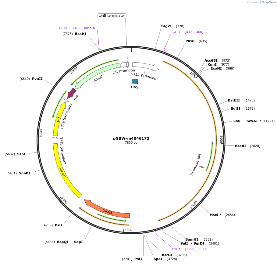 153903-plasmid-map-sequence-id-307271