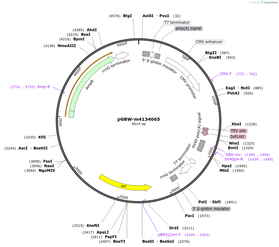 152392-plasmid-map-sequence-id-307277