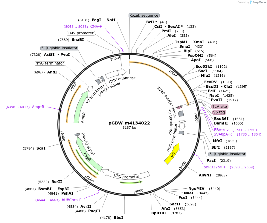152390-plasmid-map-sequence-id-307280