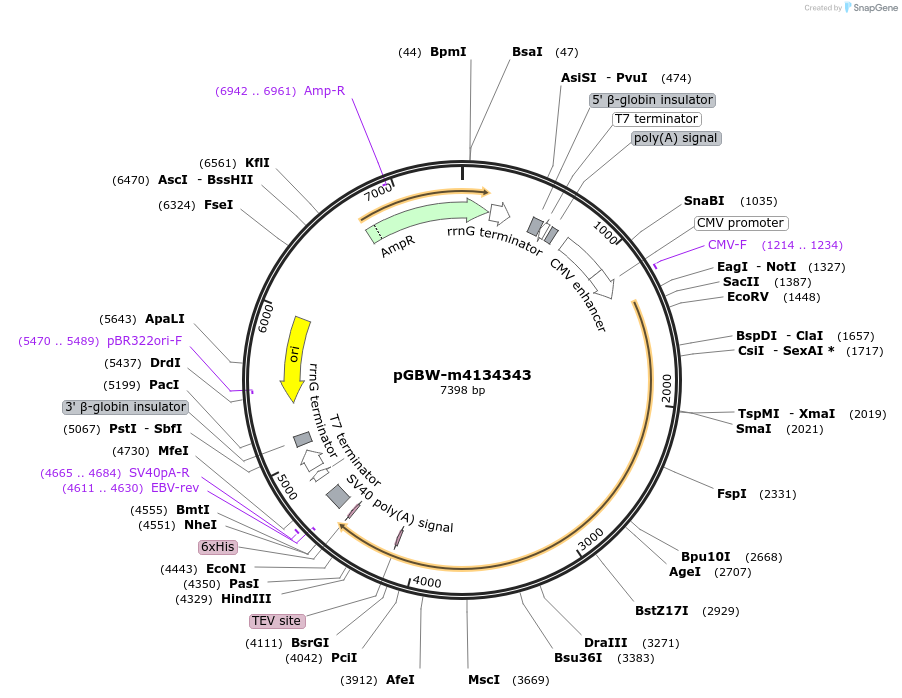 152939-plasmid-map-sequence-id-307290