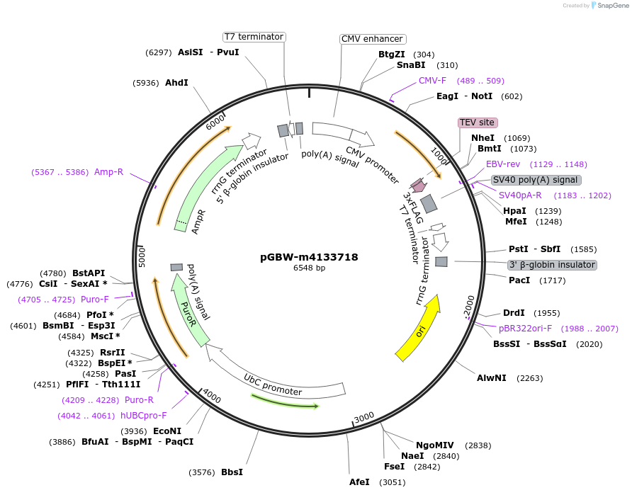 152004-plasmid-map-sequence-id-307291