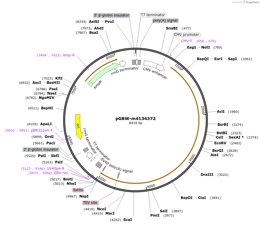 152428-plasmid-map-sequence-id-307294