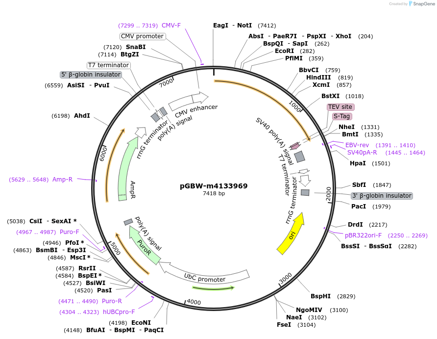 152805-plasmid-map-sequence-id-307295