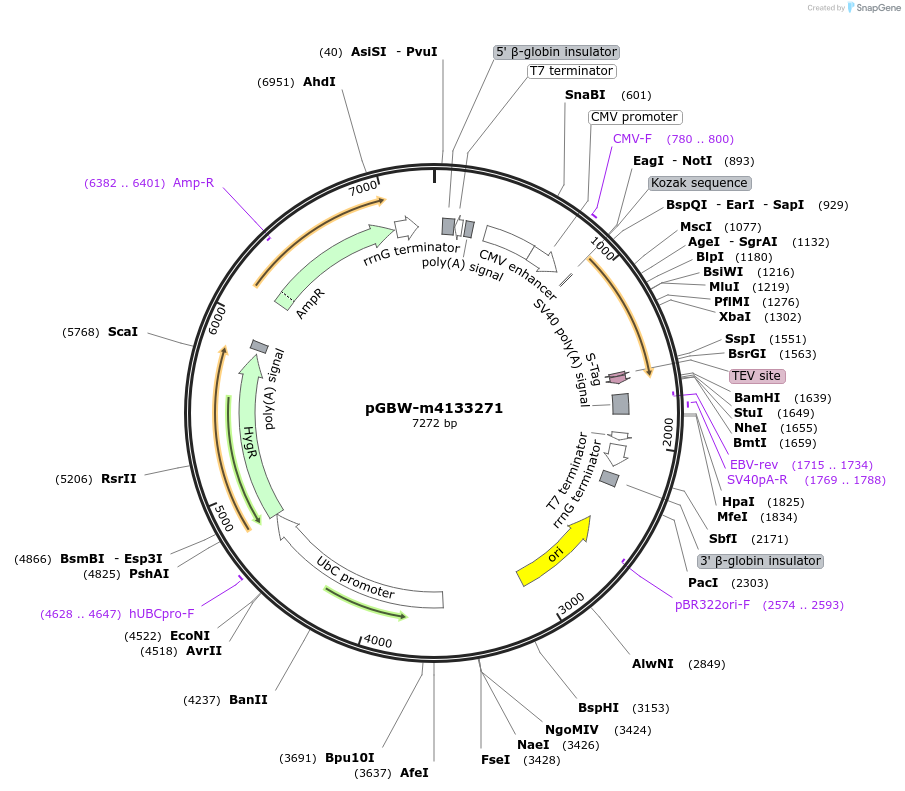 152007-plasmid-map-sequence-id-307296