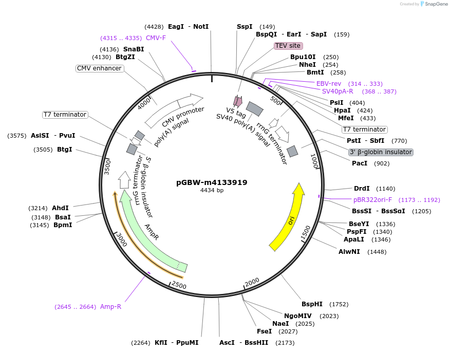 153795-plasmid-map-sequence-id-307301