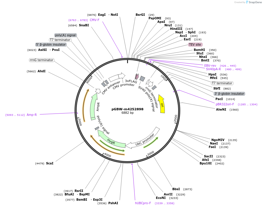 153798-plasmid-map-sequence-id-307303