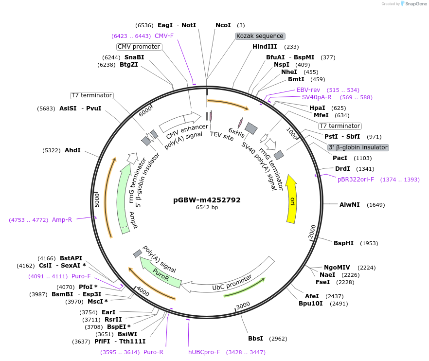 153833-plasmid-map-sequence-id-307305